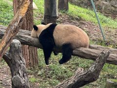 -都江堰中华大熊猫苑