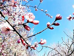 -桃花堤公园