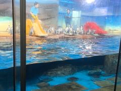 -海合安武汉极地海洋公园