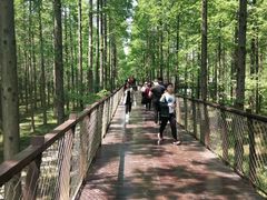 -黄海国家森林公园