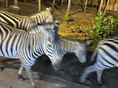 -清迈夜间动物园