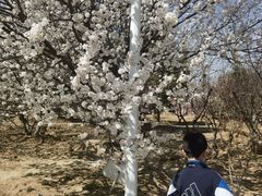-北京鹫峰国家森林公园