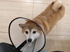 -是阿柴呀！柴犬咖啡·爱喵喵猫咖