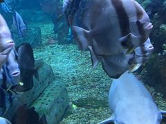 -顺德南宏海立方海洋公园