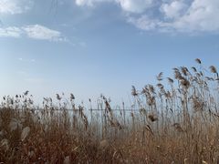 -西京湾花海