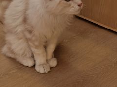 -猫腻·猫咖·撸猫馆(星光大道店)