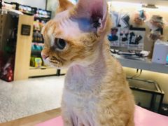 -momokira米努特·德文卷毛猫·棉花面纱犬