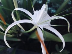 -卡帕莱度假村(西巴丹岛)