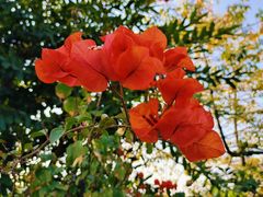 -阿三麻蓉汤圆(顺光大厦店)