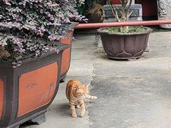 -龙华素斋(龙华路店)