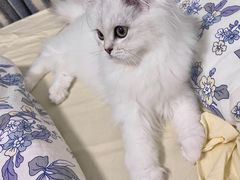 -猫大福·Fortune Cat猫舍(百子湾店)
