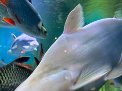 -上海海洋水族馆