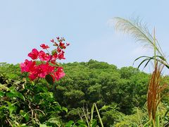 -云溪植物园