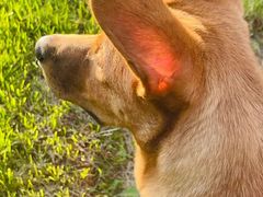 -瑞鹏宠物医院犬猫全科(真大分院)