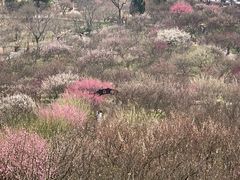 -香雪海