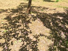 -武汉大学-樱园