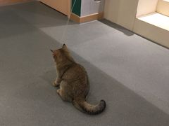 -飞行喵MR PILOT|猫舍·猫咖(静安大融城店)