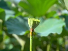 -莲池书院博物馆