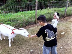 -前小桔亲子创意农场·草莓采摘·露营烧烤