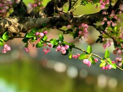 -海棠花溪(元大都城垣遗址公园)