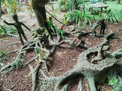 -呀路古热带植物园