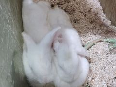 -上海大自然野生昆虫馆(东方明珠·爬宠昆虫探索中心)