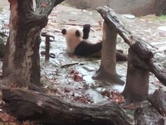-都江堰中华大熊猫苑