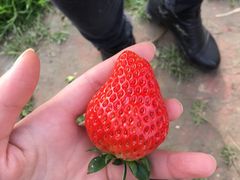 -青浦采草莓天天草莓园