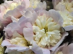 -朝来春花卉市场