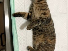 -灵美宠物诊所