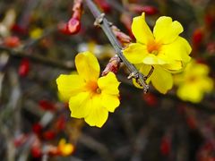 -国家植物园南园