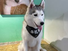 -Husky Go! 哈士奇体验馆·宠物咖啡厅狗咖