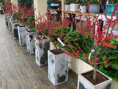 -荷兰花海