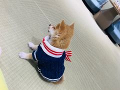 -逗柴咖啡屋·狗咖猫咖宠物桌游