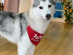 -Husky Go! 哈士奇体验馆·宠物咖啡厅狗咖