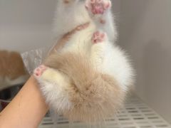 -lincat·猫舍(广州店)