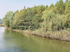 -溱湖国家湿地公园