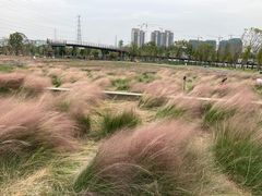 -王借岗森林公园