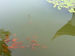 -芥子园