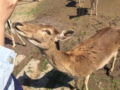 -北京麋鹿生态实验中心