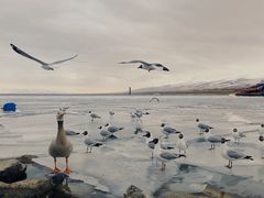 -青海湖国家重点风景名胜区