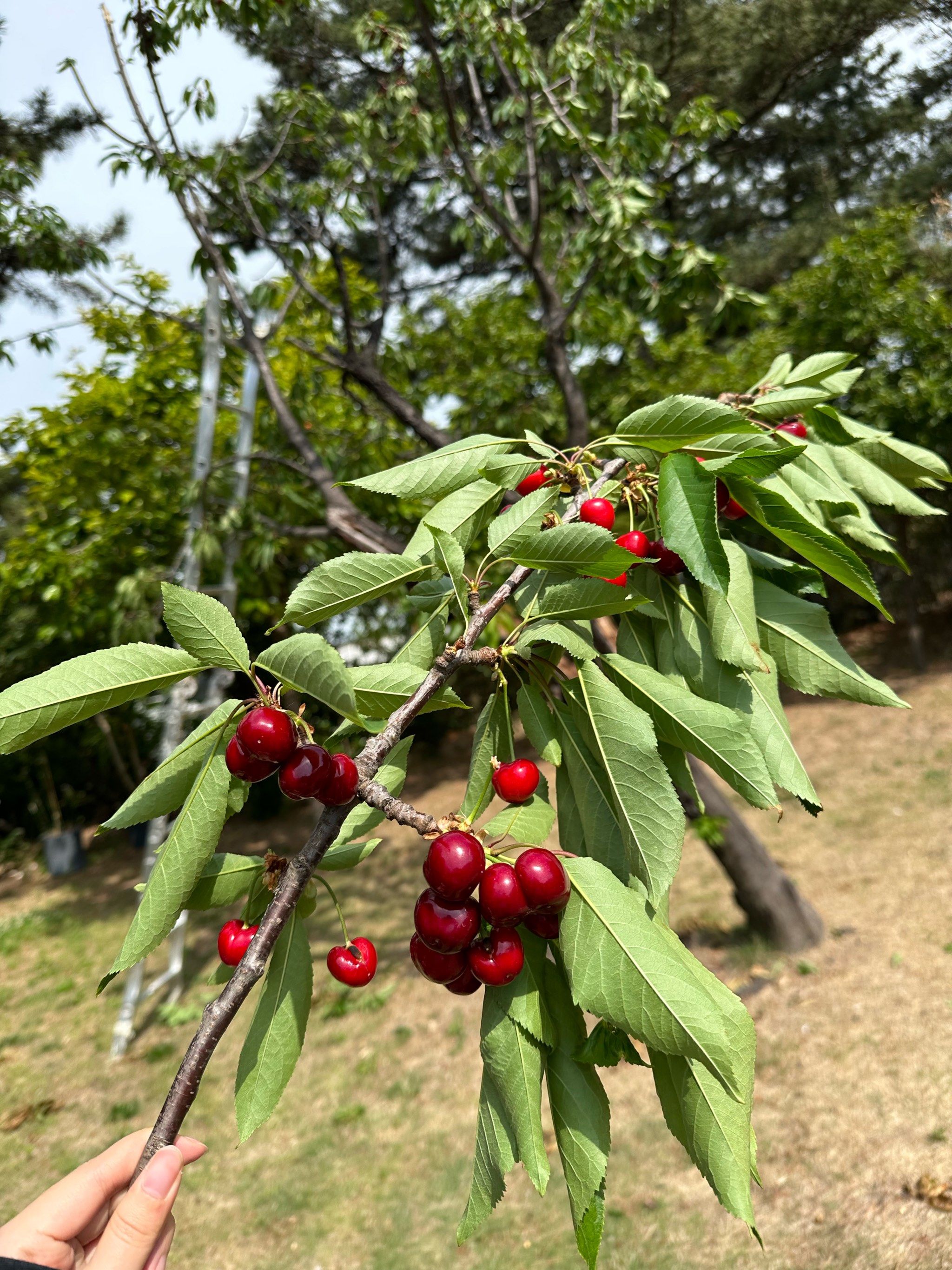 枝头挂满樱桃的小院儿