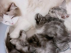 -十年猫舍·猫咪专门店(普陀店)