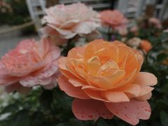 -深圳仙湖植物园