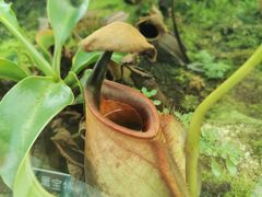 -国家植物园南园