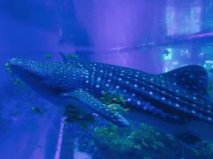 -成都浩海立方海洋公园