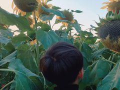 -映月湖中央公园