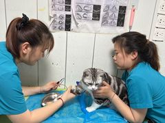 -纳吉亚猫专科动物医院(康都外科中心)