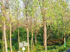 -合肥滨湖国家森林公园