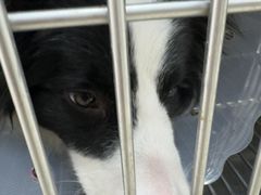 -宠福鑫康馨动物医院·骨科·眼科